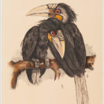 Uccelli / Oiseaux / Birds